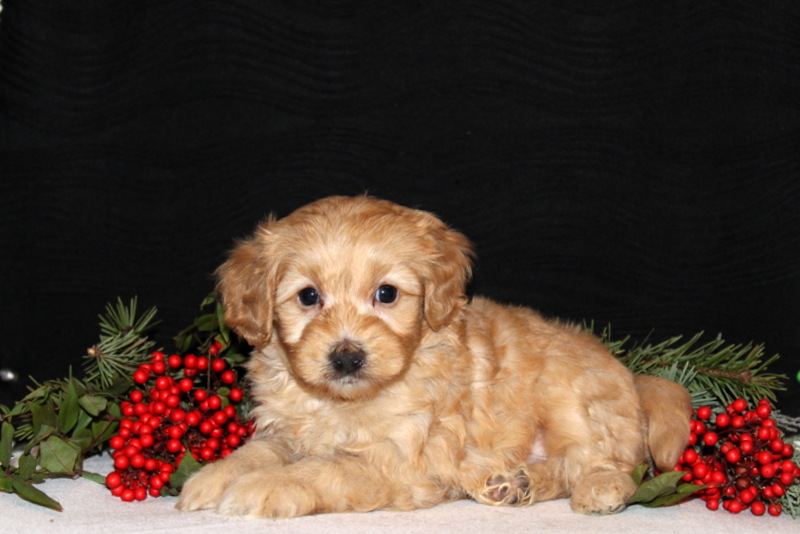 puppy, for, sale, Morki-Poo, Matthew B. Stoltzfus, dog, breeder, Gap, PA, dog-breeder, puppy-for-sale, forsale, nearby, find, puppyfind, locator, puppylocator, aca